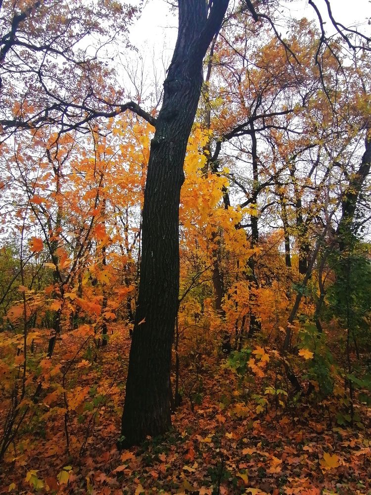 Photograph by Кристина Шмырева