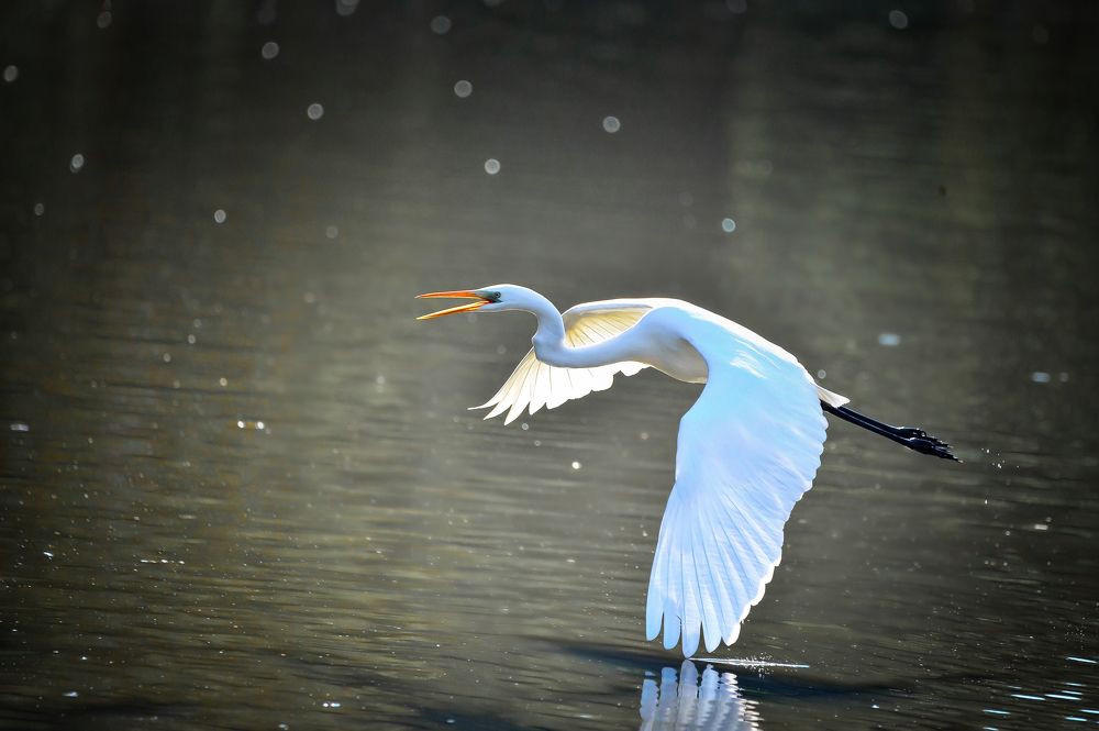 Photograph by David Lerer