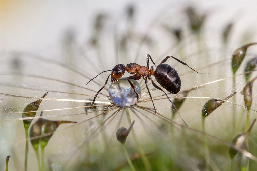 Большая капля