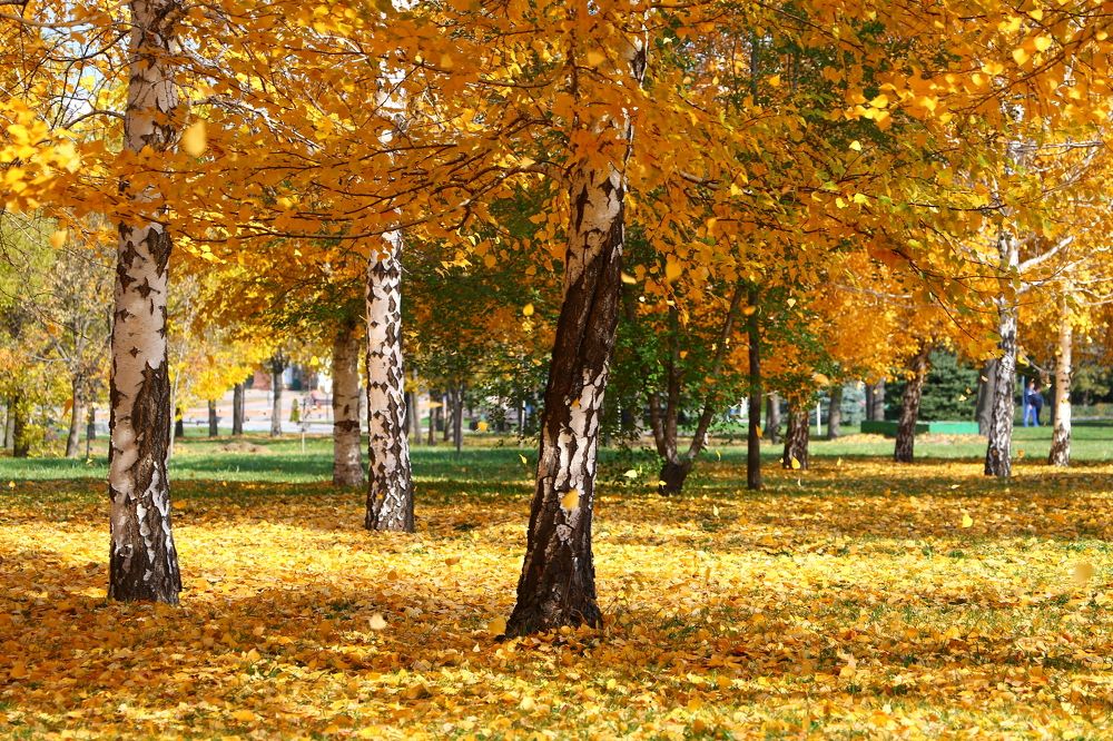 Photograph by Александр Шаварёв