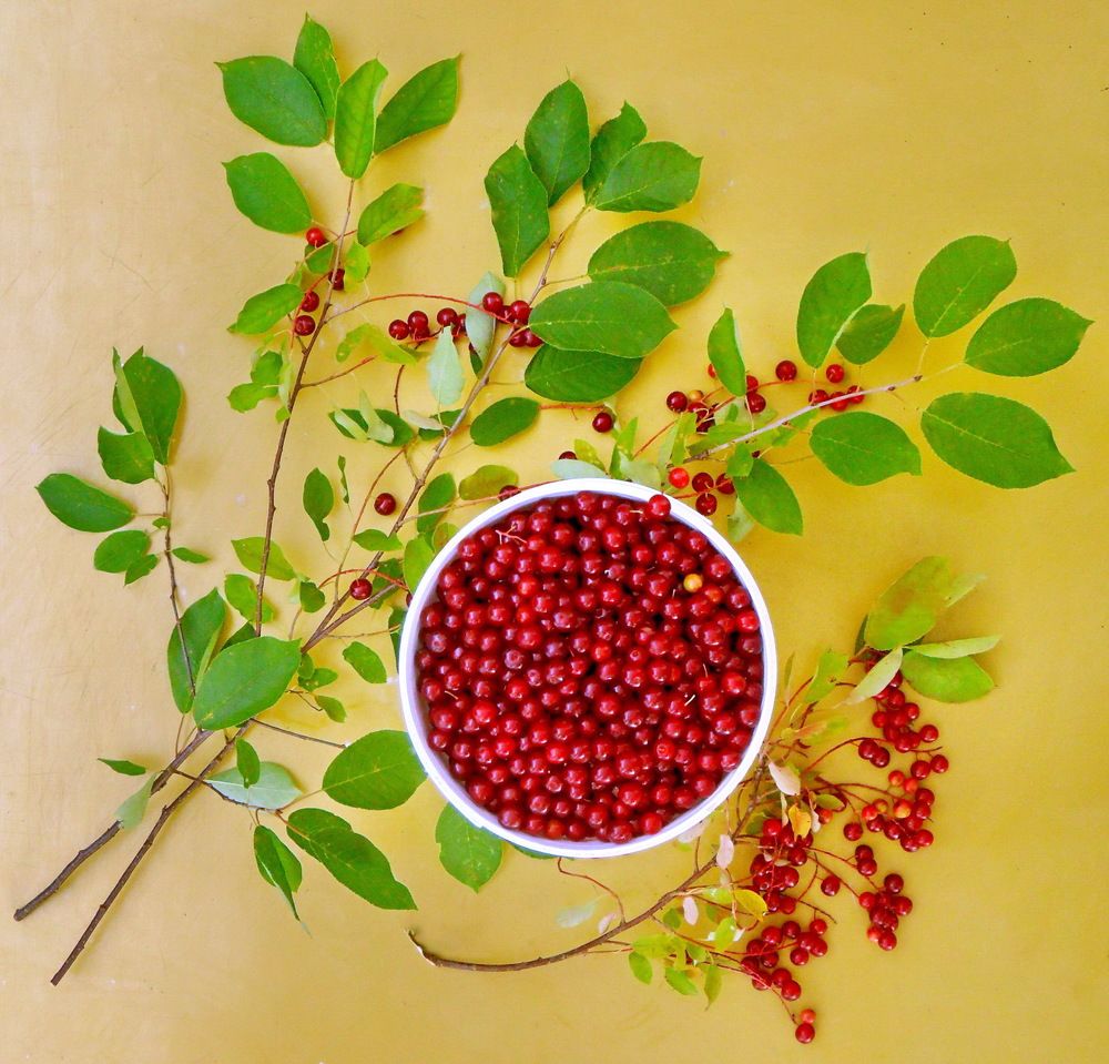 Фотография автора Анатолий Дауров