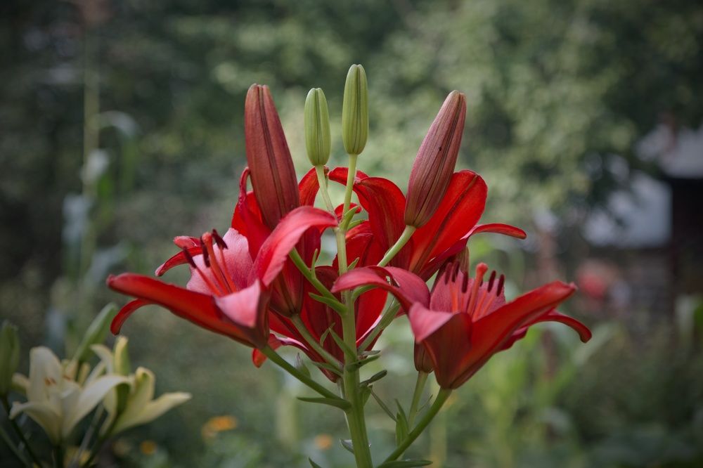 Фотография автора Анатолий Дауров