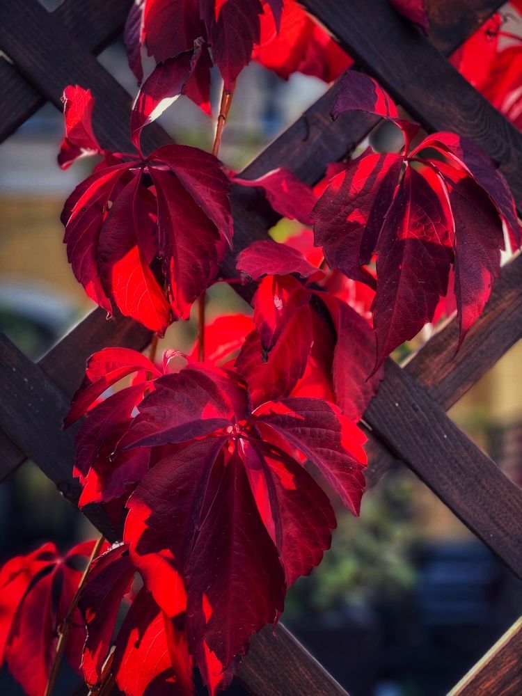 Фотография автора Nadezhda