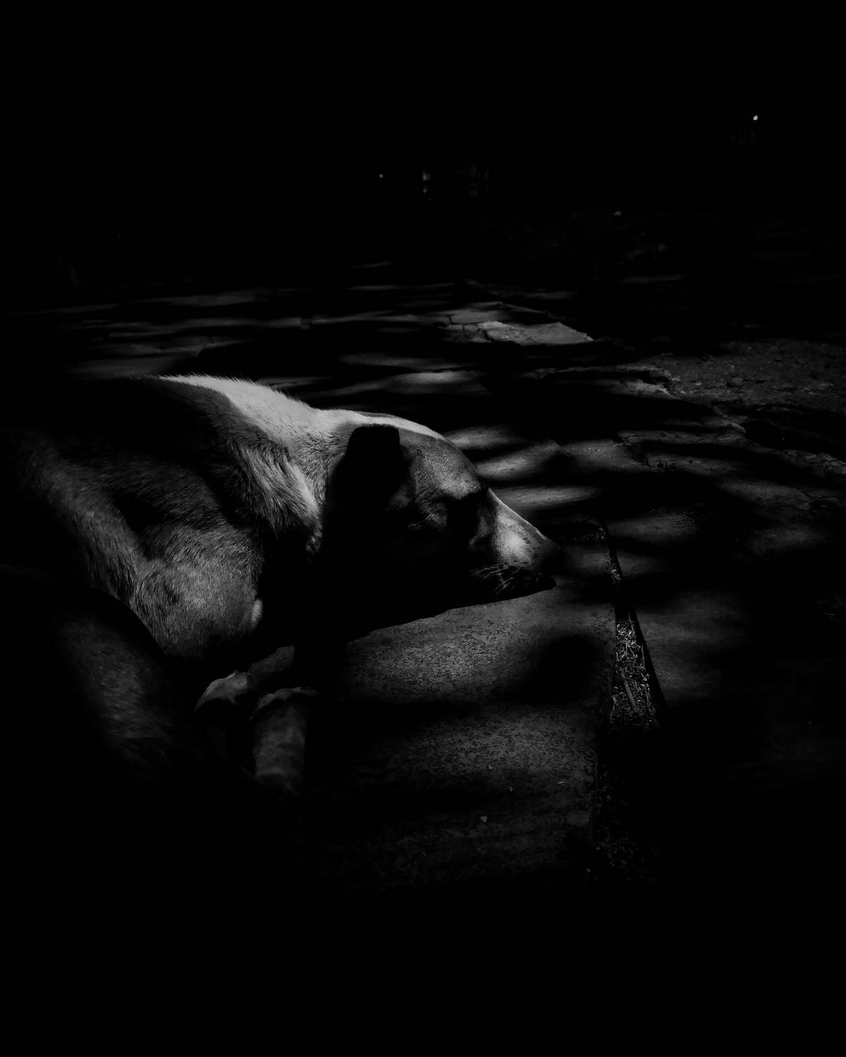 Photo #8347874