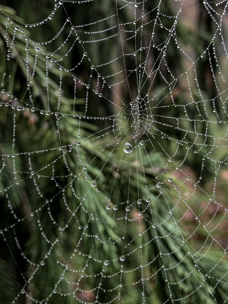 Photograph by Zinaida Sassarini