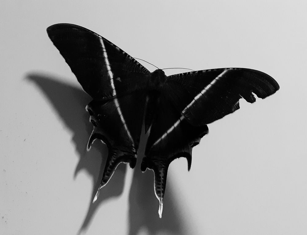 Photograph by FELOMINA ENDEREZ