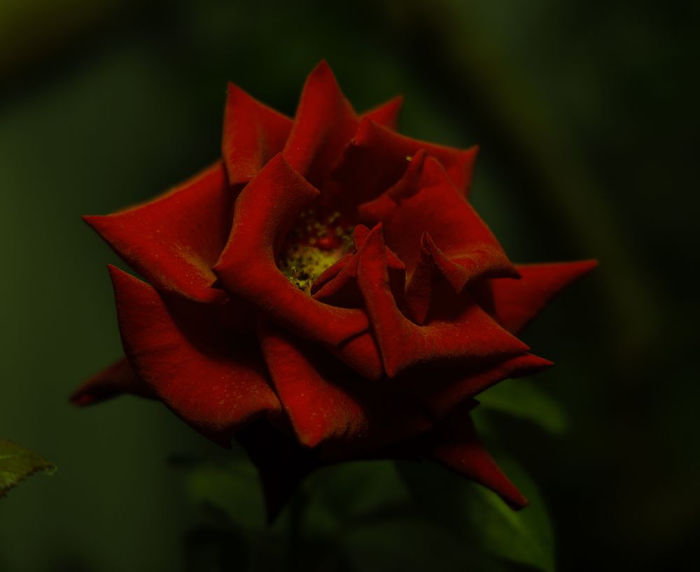 Photograph by Олеся Грекова