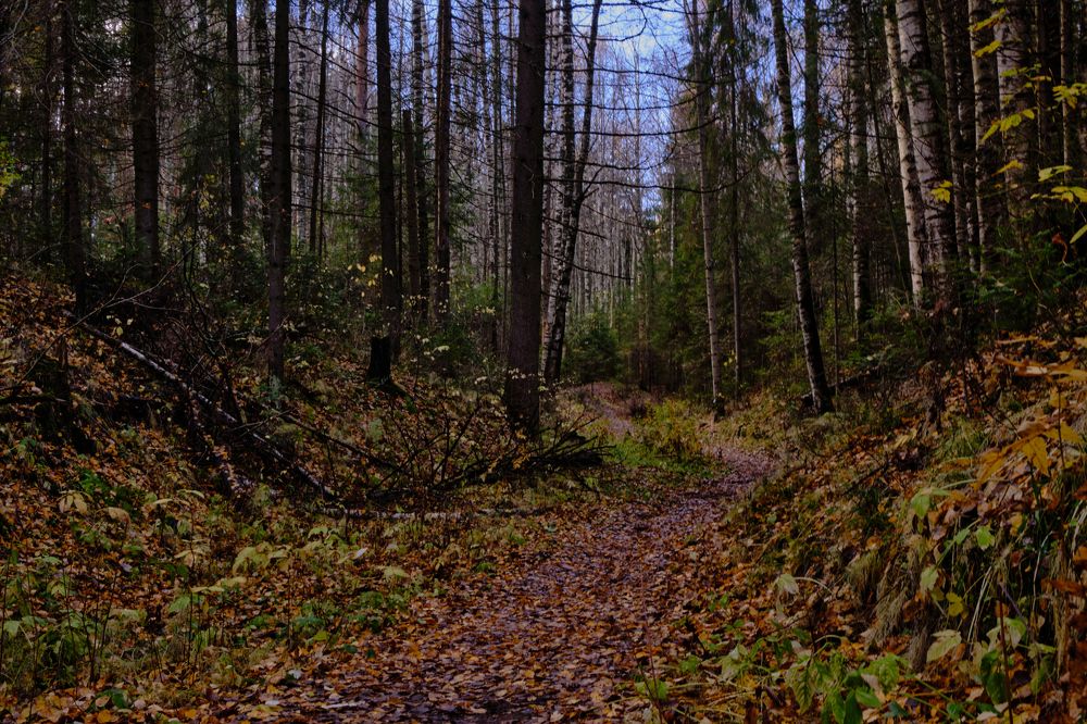 Photograph by Михаил Бронников