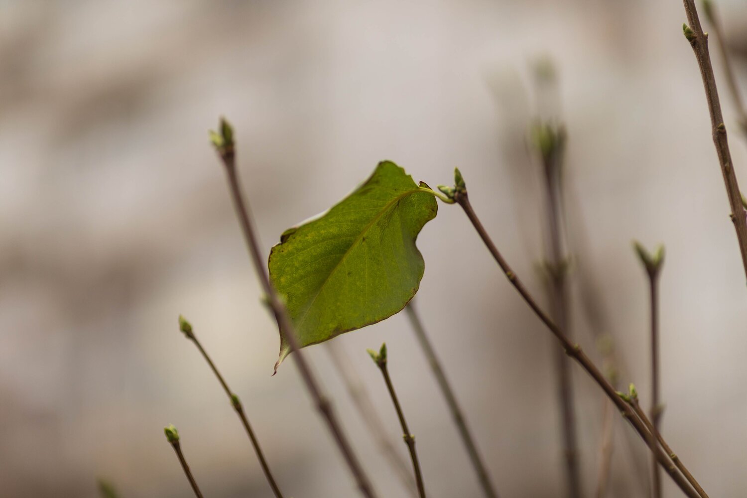 Photo #8348563