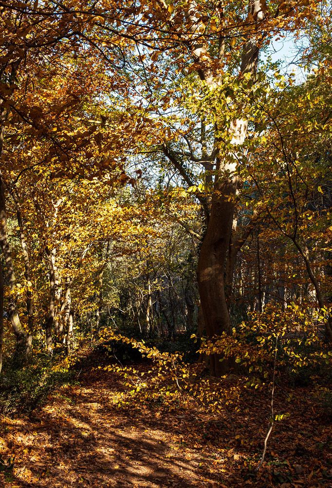 Photograph by Диляра Шарифзаде