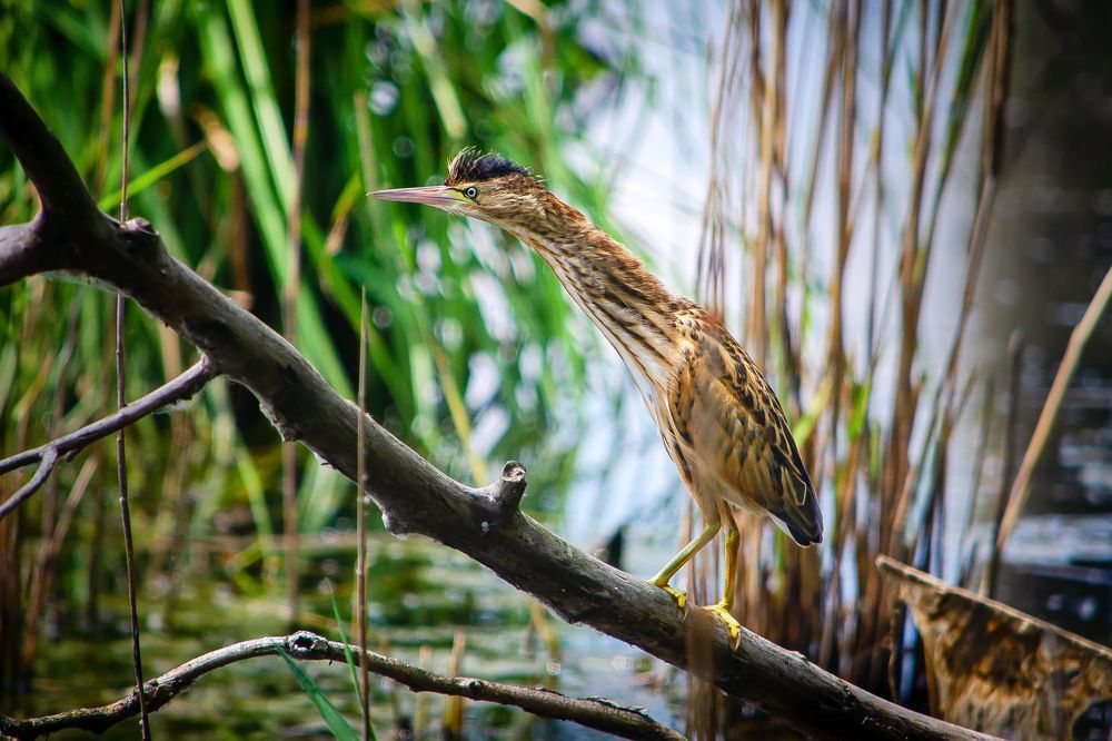 Photograph by Оксана Маховская