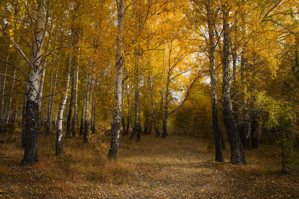 Фотография автора Александр Степочкин