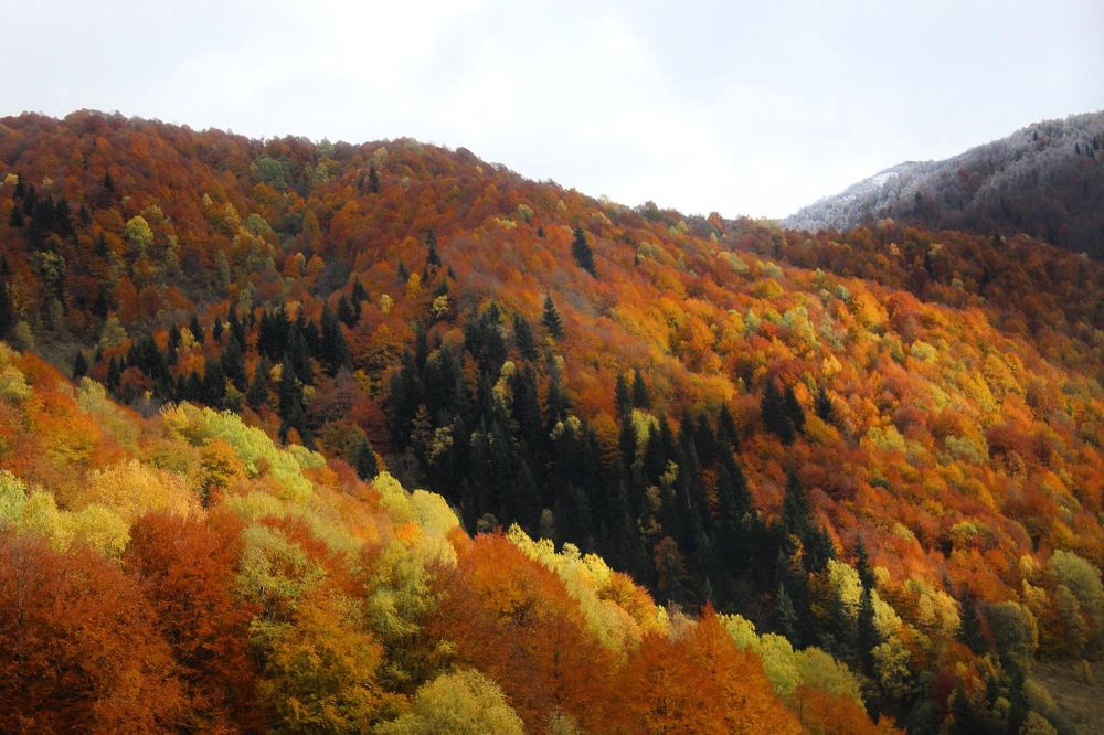 Фотография автора Mariam Martiashvili