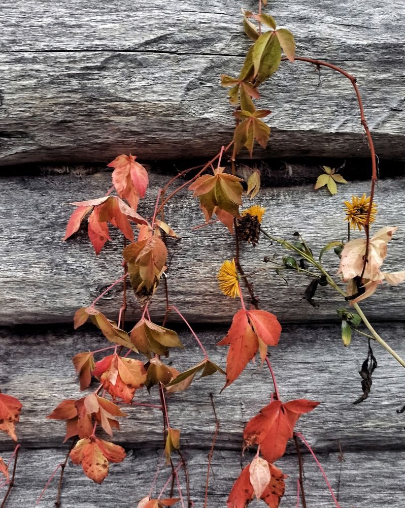 Photograph by Светлана Барабанова