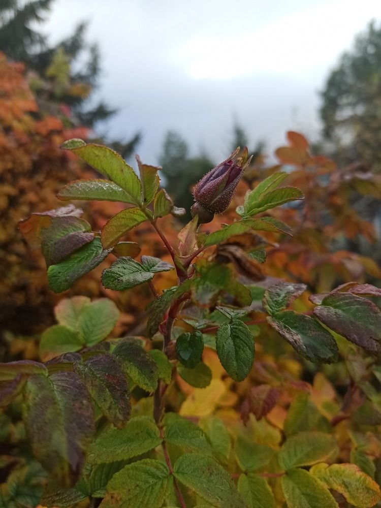 Photograph by Светлана Барабанова