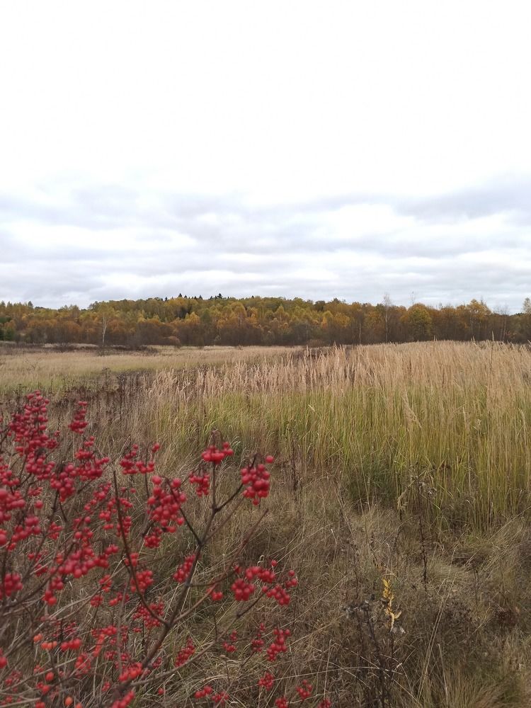 Photograph by Светлана Барабанова