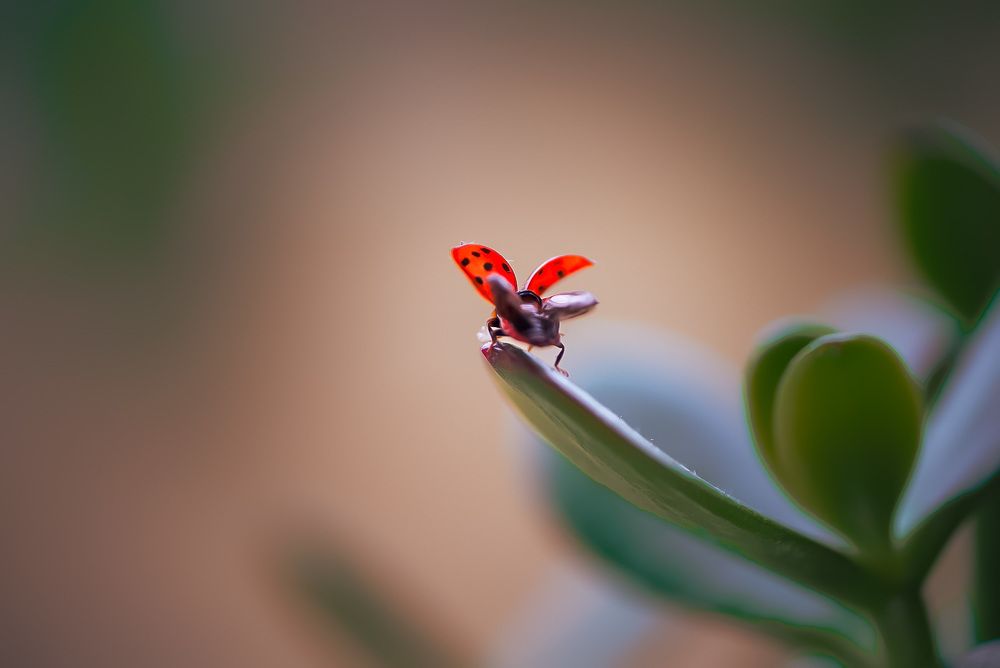 Фотография автора Алиса Чурчудесная