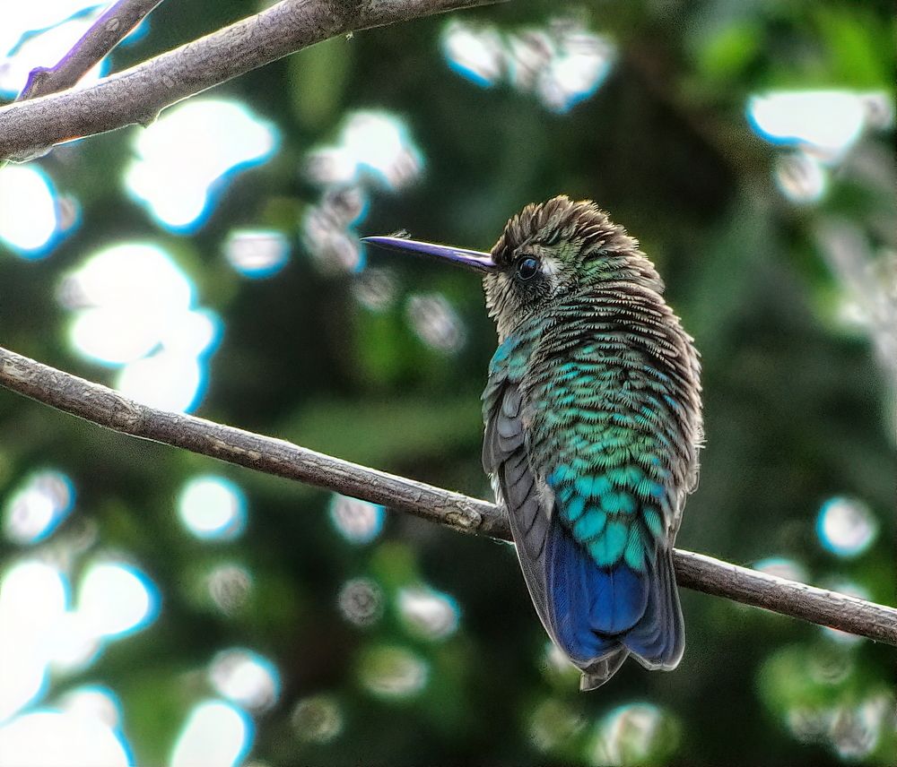 Hummingbird contemplative gaze