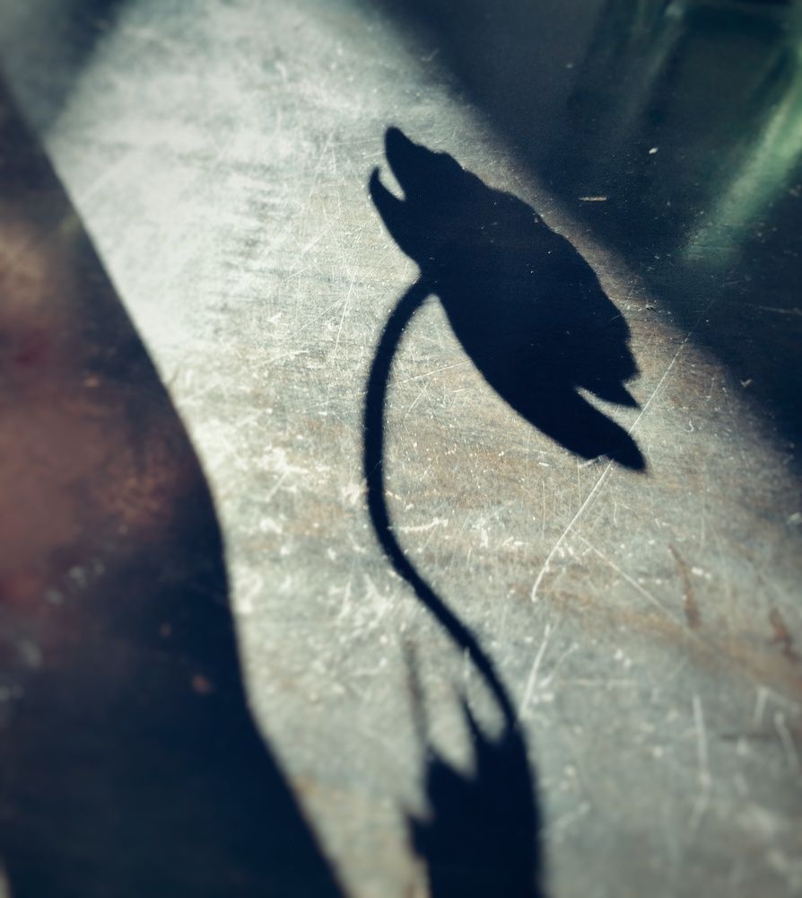 Photograph by Jurate Stanaite