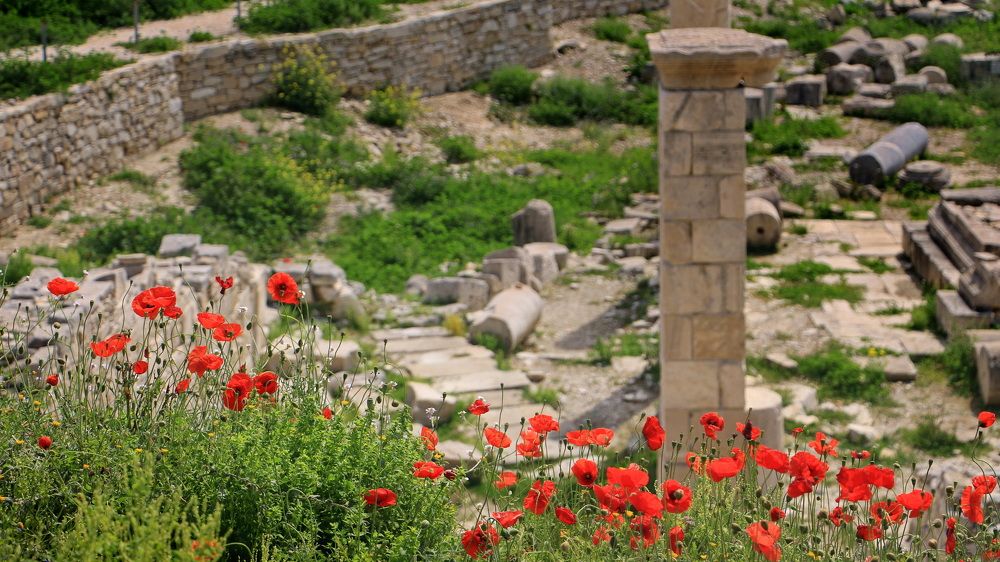 Фотография автора Анатолий Дауров