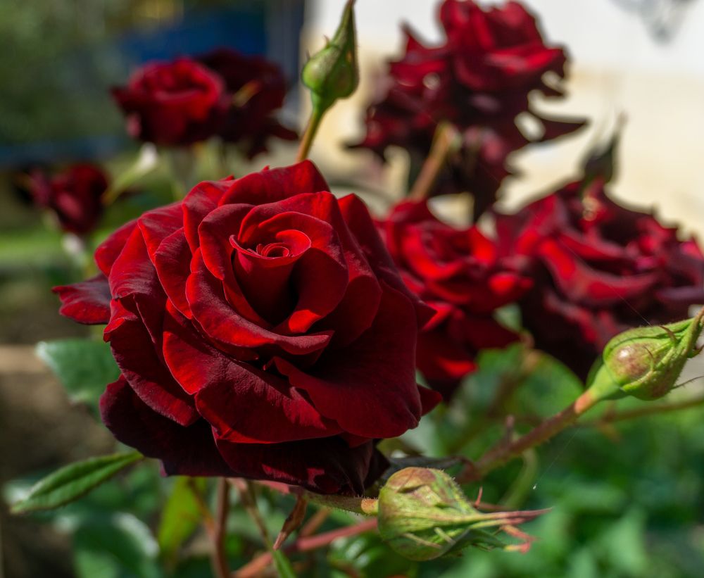 Photograph by Юрий Можейко