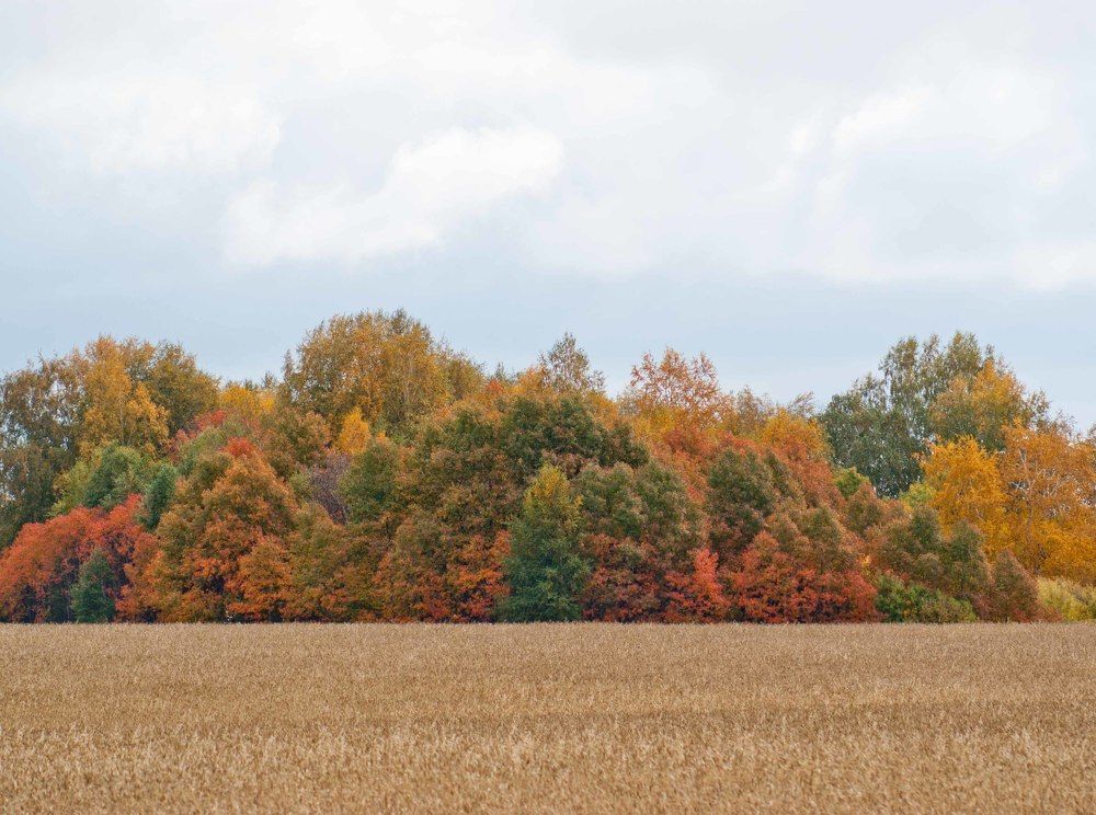 Photograph by Sergei Komlev