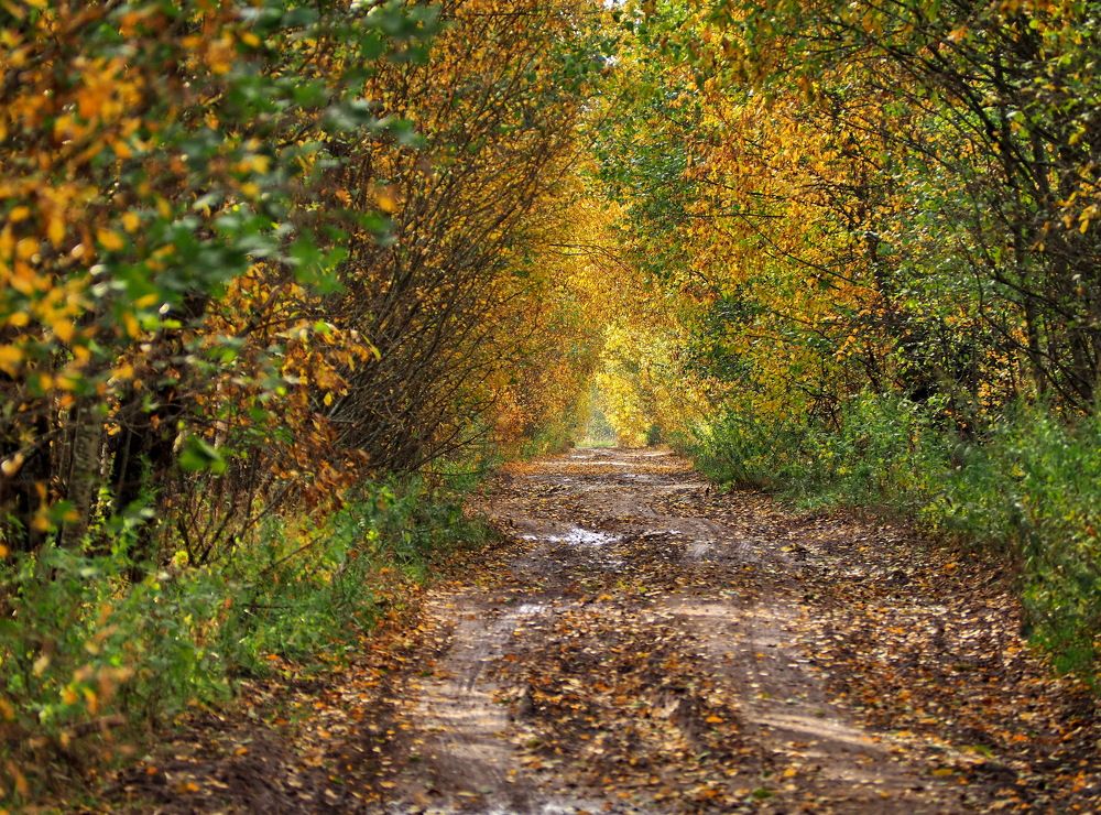 Photograph by Надежда Васильева