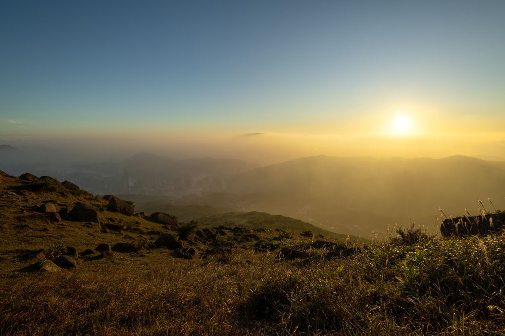 Setaria Viridis with Sunset