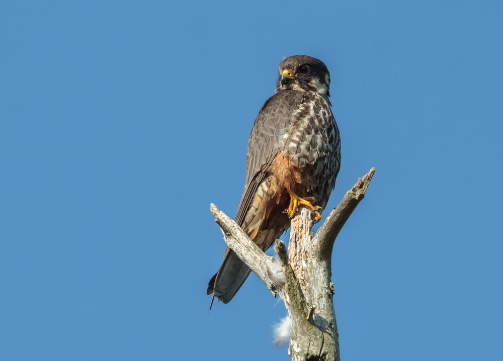 Photograph by Светлана Холодняк