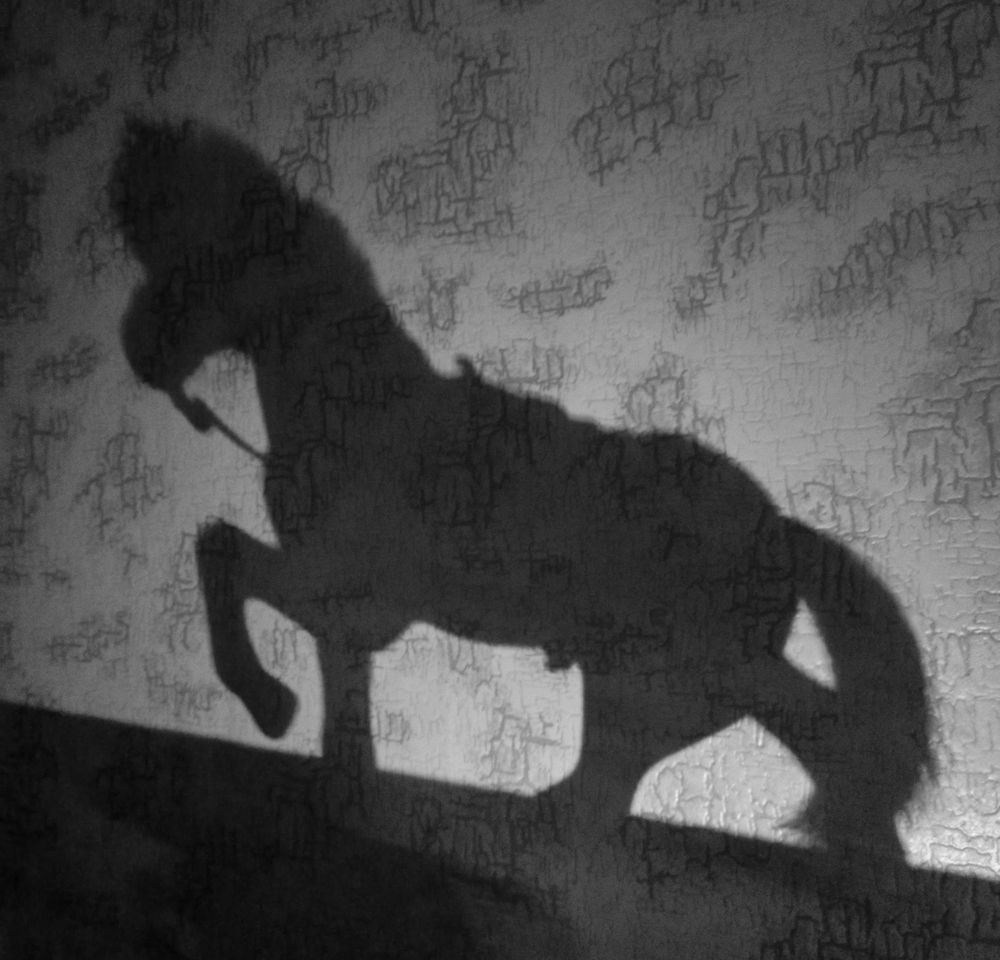 Shadow: horse