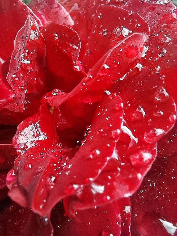 Роза под дождём