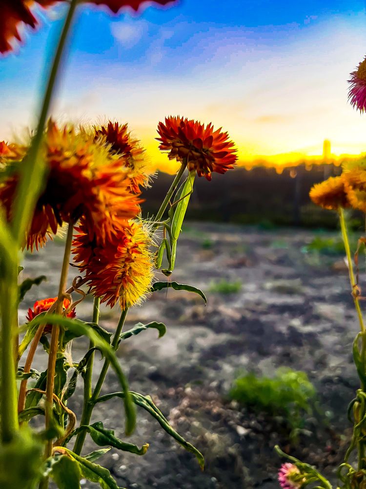 Богомол в Поволжье