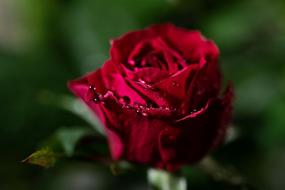 Красная роза - эмблема любви