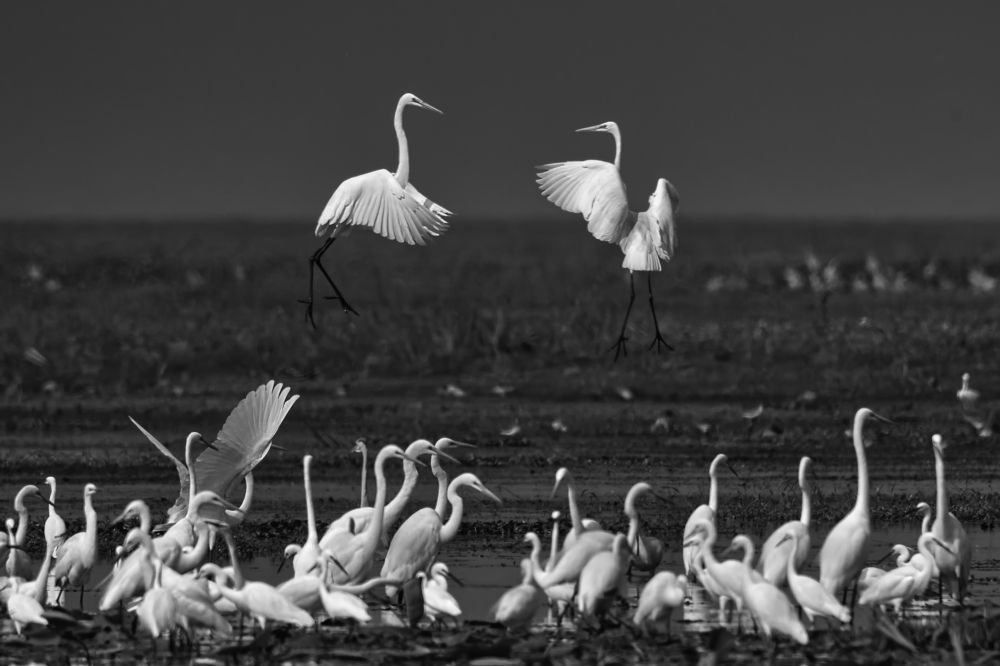 Photograph by MD. IQBAL HOSSAIN