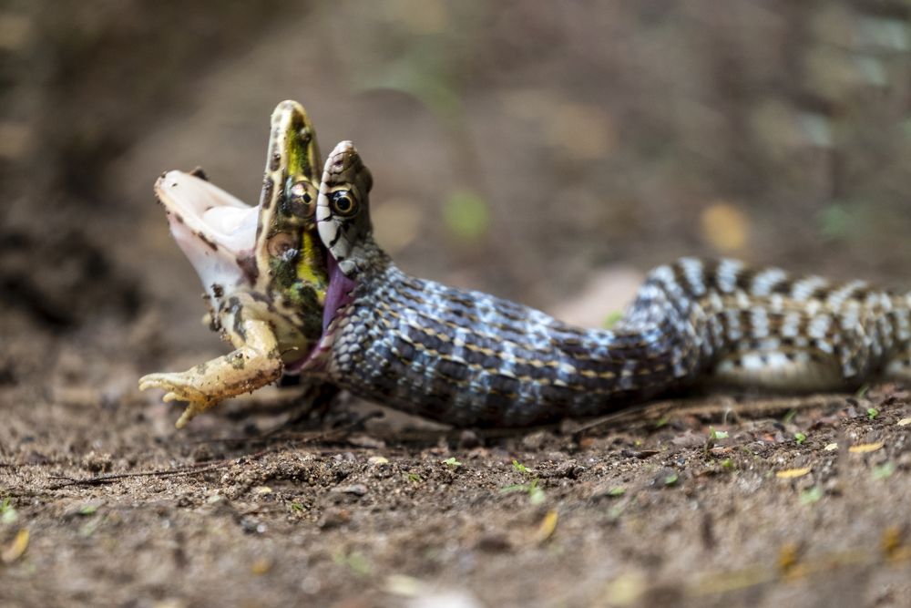 Photograph by MD. IQBAL HOSSAIN