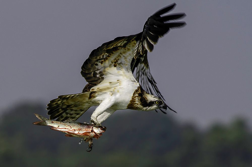 Photograph by MD. IQBAL HOSSAIN