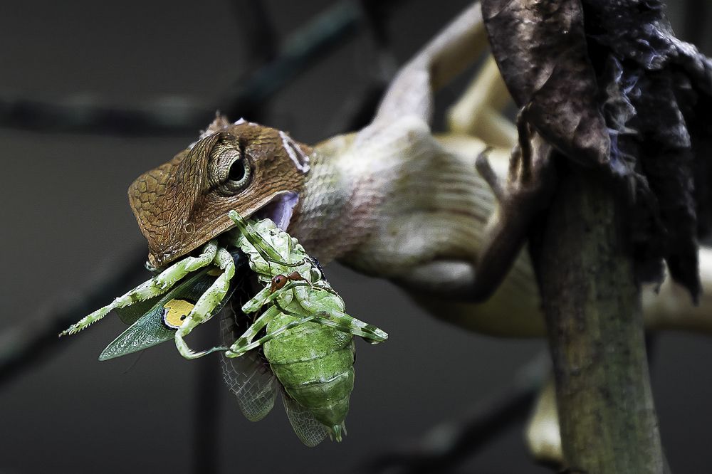 Photograph by MD. IQBAL HOSSAIN