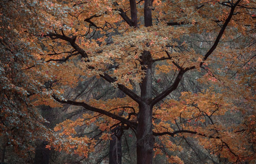 Photograph by Светлана Холодняк