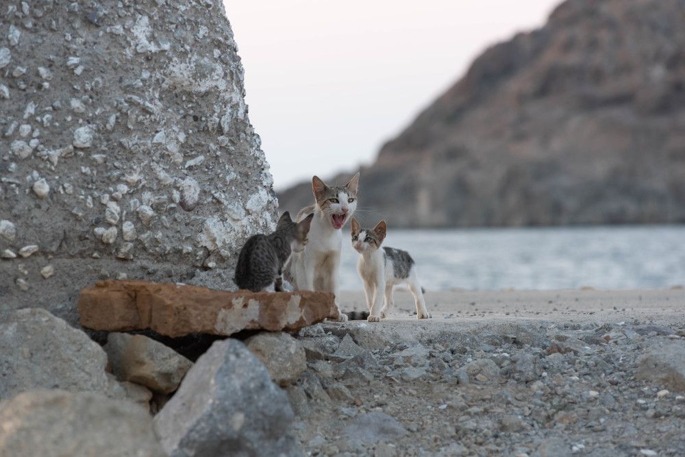 Фотография автора DIMITRIS MPAZIOTOPOULOS