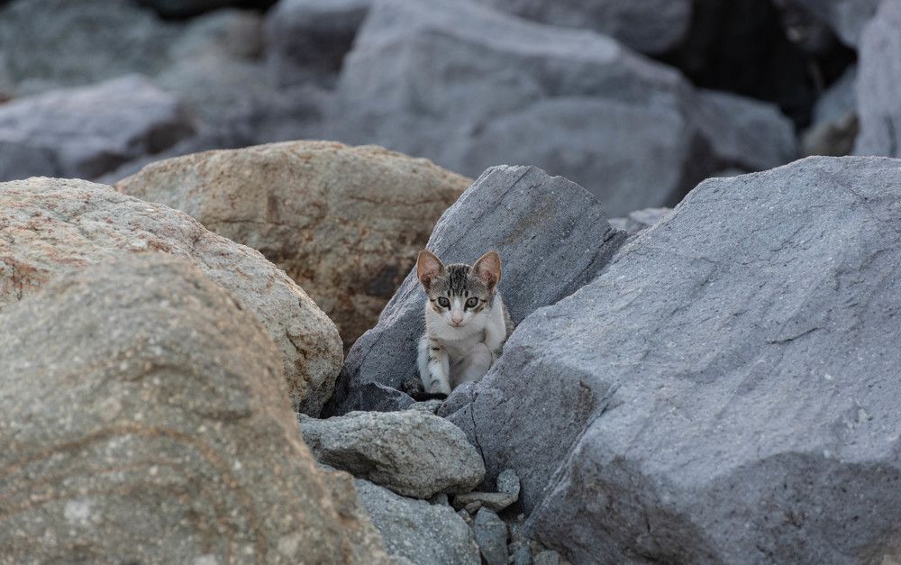 Фотография автора DIMITRIS MPAZIOTOPOULOS