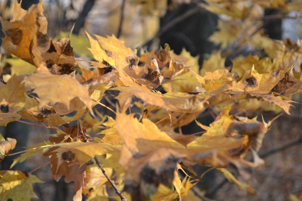 Photograph by Николай Дмитриев