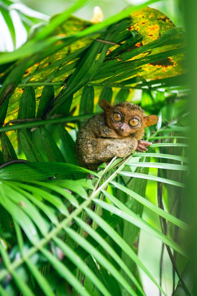 Philippine Tarsier