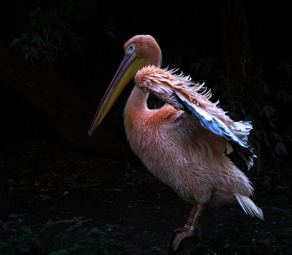 Photograph by Radek Lenhart