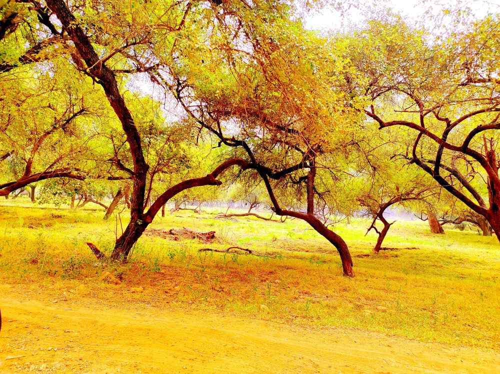 Photograph by Kapil Singh