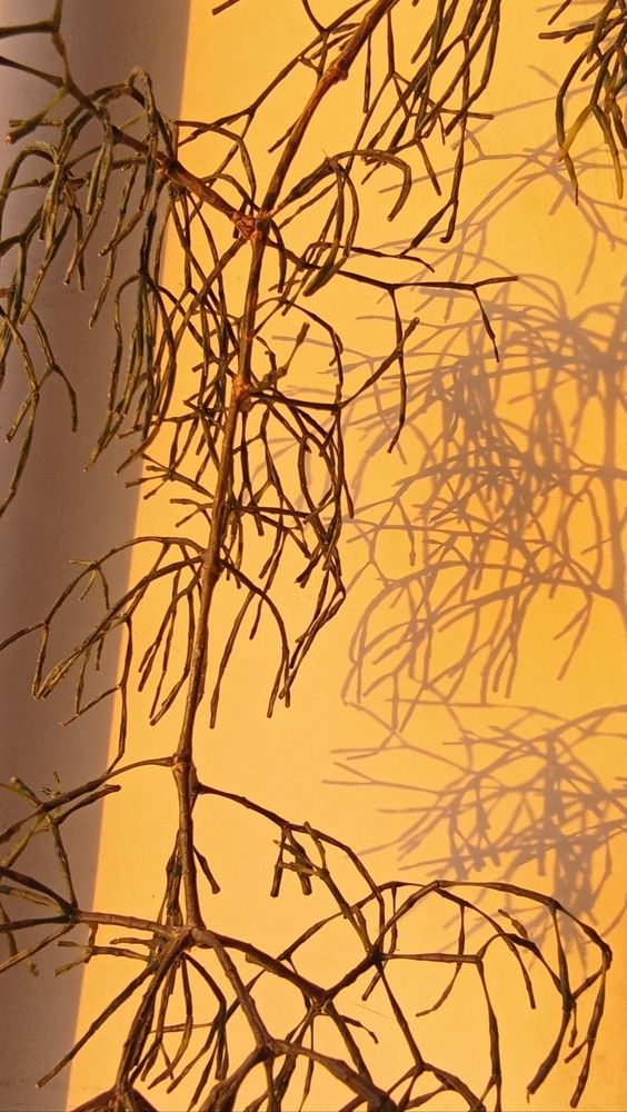 Photograph by Анастасия Кичигина