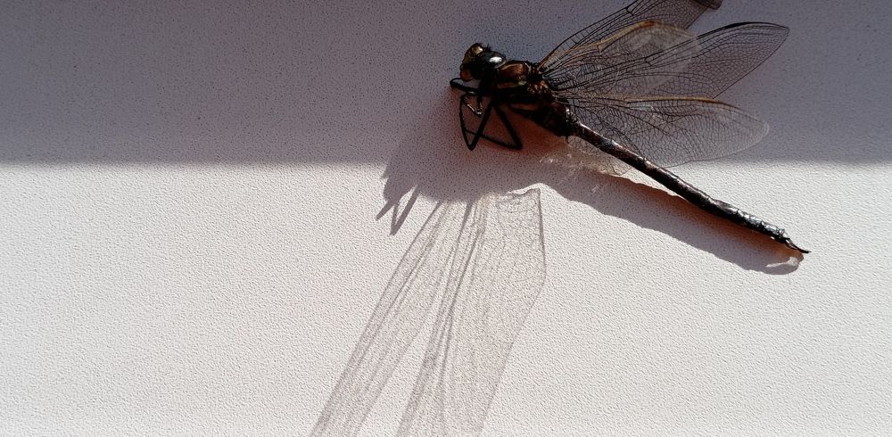 Photograph by Анастасия Кичигина