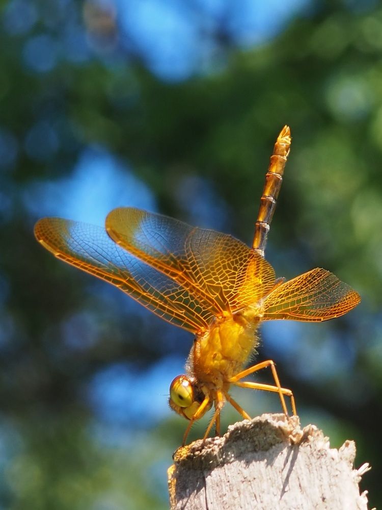 Танцовщица в золотом