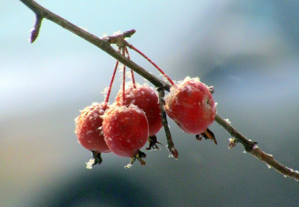 Снежный пух