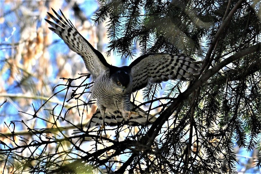 Фотография автора IRINA FILIPPOVA