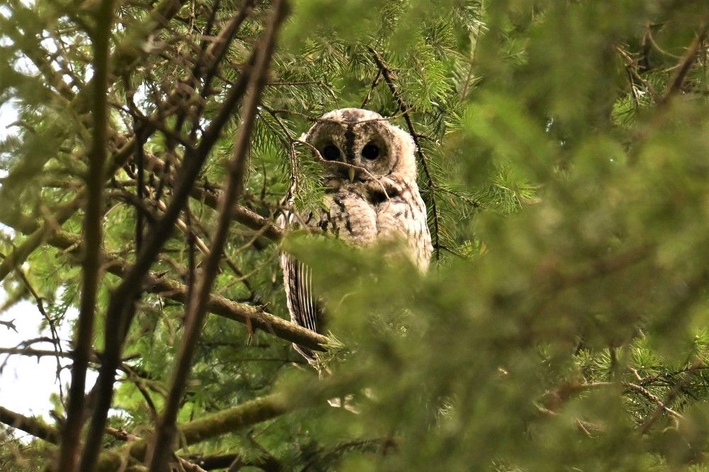 Фотография автора IRINA FILIPPOVA